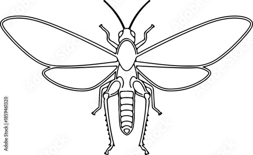 Silhouette Grasshopper Outline Line Art Drawing Insect Animal Top View Vector Illustration