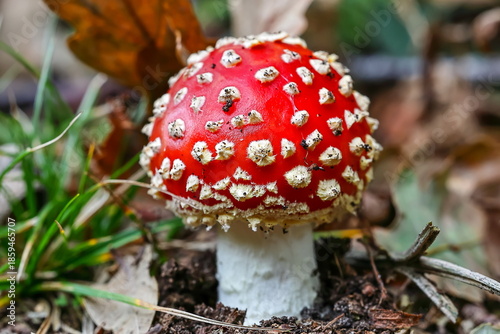 Canvastavla Macro photography of a red fly agaric in an autumn forest