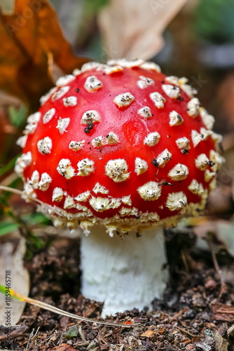 Photos Macro photography of a red fly agaric in an autumn forest