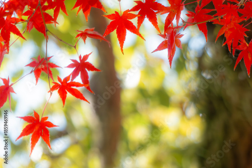 ズームアップで美しい紅葉の葉　カラフルな秋の風景　