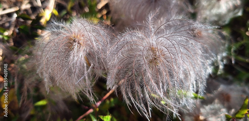 Fluffy seeds of clematis alpina grow on a bush. Panorama.