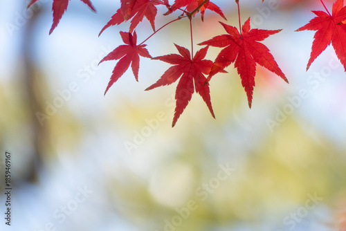 ズームアップで美しい紅葉の葉　カラフルな秋の風景　
