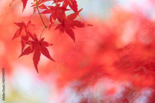 ズームアップで美しい紅葉の葉　カラフルな秋の風景　