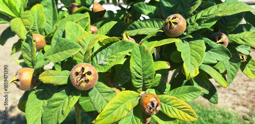Fotografía Crataegus germanica or mespilus germanica tree with brown fruits growing in the garden