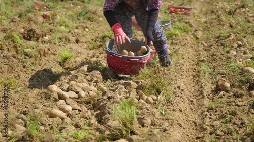 Agricultural worker diligently hand harvesting fresh organic potatoes from the earth and storing them in a basket, showcasing the dedication required for manual labor in the farming sector