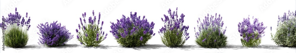 Obraz premium lavender flowers 