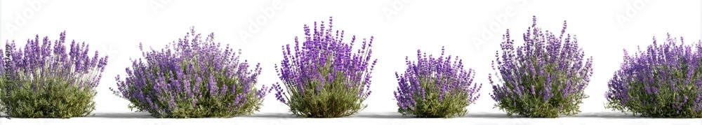 Obraz premium lavender flowers 
