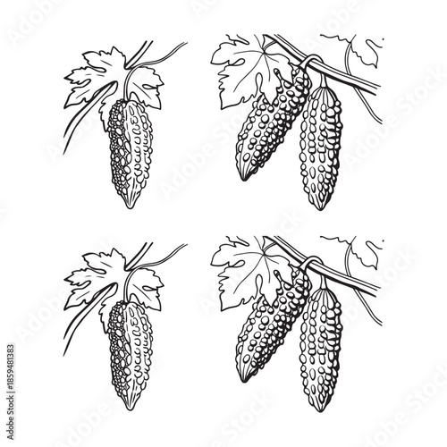 Bitter Gourd Vine Line Art Collection