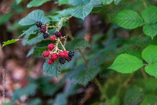 Waldbeeren im Sommer