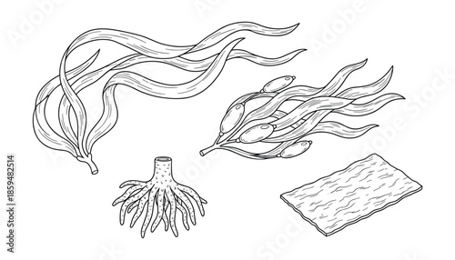 Collection of edible seaweed with roots and dried sheet vector illustration