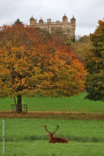 Deer with antlers resting beneath historic manor house tower in autumn garden setting; peaceful wildlife scene with elegant architecture and orange leaves on trees in a tranquil estate setting