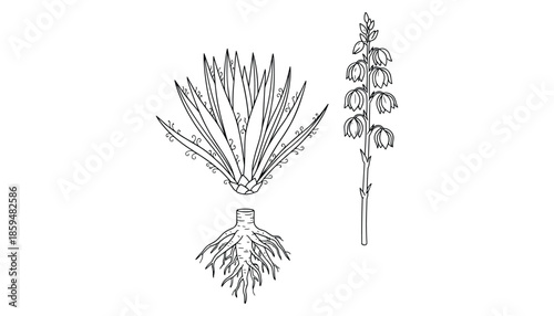 Collection of yucca plants with leaves roots and flower vector illustration