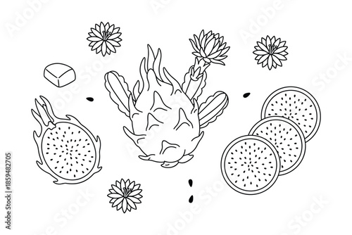 Dragon fruit set outline tropical pitaya flowers and seeds drawing isolated vector illustration