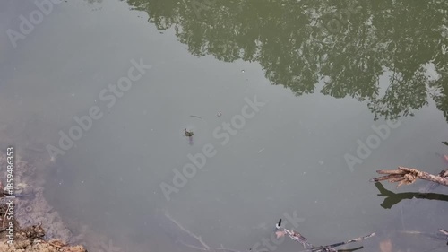 Small whirlpools around the riverbank in the afternoon 