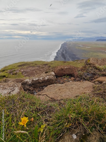 Close-up of a yellow wildflower and rocks on a cliff edge in Iceland, overlooking a vast black sand beach and the ocean.