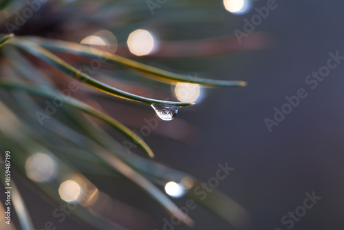Water drop on pine-needle