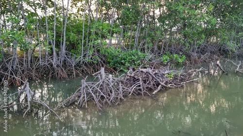 The atmosphere of the mangrove trees around the river at high tide in the afternoon at Pamekasan, Indonesia.