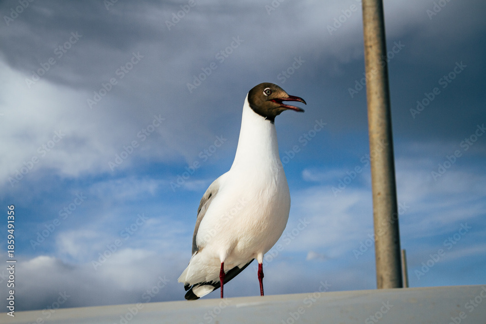 Obraz premium Black-headed gull perched against blue sky, wildlife bird portrait