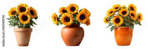 A collection of unique flowers with bright yellow petals arranged in different polished clay pots, isolated on a white or transparent background.