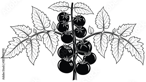 Tomato plant illustration showing ripe fruits and leaves, botanical line art, organic vegetable growth isolated white background design vector detailed