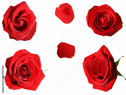 A collection of vibrant red roses and scattered petals on a white background