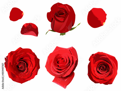 Floating red rose blossoms and petals against a clean white background