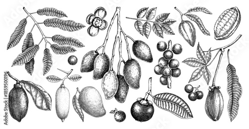 Exotic plants sketches set. Tropical fruit and palm leaves hand drawn vector illustrations. Botanical design elements. NOT AI generated