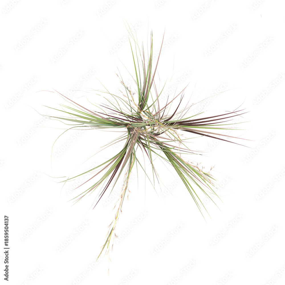 Obraz premium 3d Rendering Of Broomsedge bluestem grass on Transparent Canvas from top view