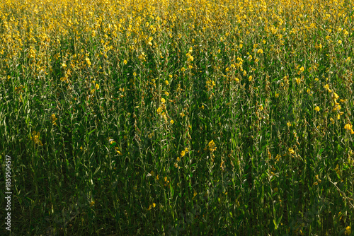 Fotografía Beautiful Yellow flower of Sunn hemp