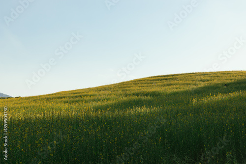 Beautiful Yellow flower of Sunn hemp
