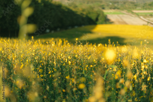 Beautiful Yellow flower of Sunn hemp