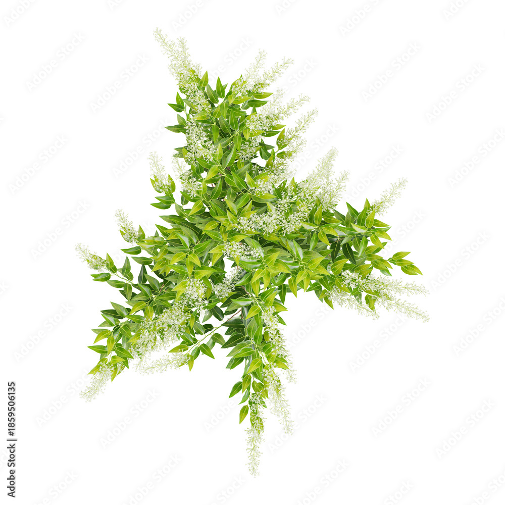 Fototapeta premium 3D rendering of Night blooming jasmine plant on transparent background from top view