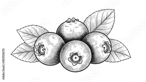 Set of blueberries with leaves in detailed vintage engraving style isolated on white background for food illustration and healthy snack concept.