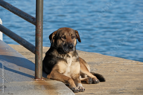 Lonely Stray Dog Resting on Seaside Pier with Sea Backdrop – Portrait