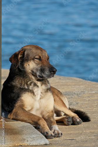 Lonely Stray Dog Resting on Seaside Pier with Sea Backdrop – Portrait
