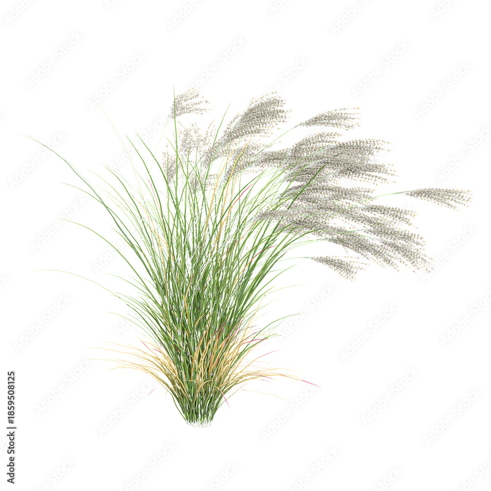 Fototapeta premium collection of Fresh Gracillimus maiden hair grass with realistic style