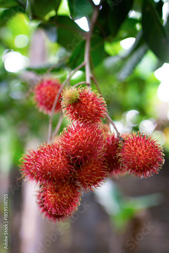 rambutan fruit still hanging on the branches of the tree