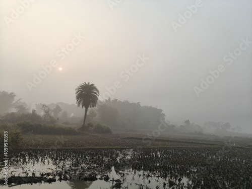 A serene landscape captured in a thick morning mist. In the foreground, green trees and foliage hazy view of distant fields and forests, creating a quiet, atmospheric, and natural scene.