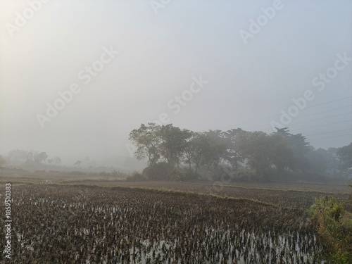 A serene landscape captured in a thick morning mist. In the foreground, green trees and foliage hazy view of distant fields and forests, creating a quiet, atmospheric, and natural scene.