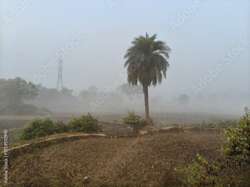 A serene landscape captured in a thick morning mist. In the foreground, green trees and foliage hazy view of distant fields and forests, creating a quiet, atmospheric, and natural scene.