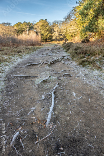 Frosty Woodland Walk
