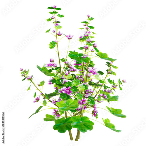 Isolated Commmon mallow plant on transparent canvas