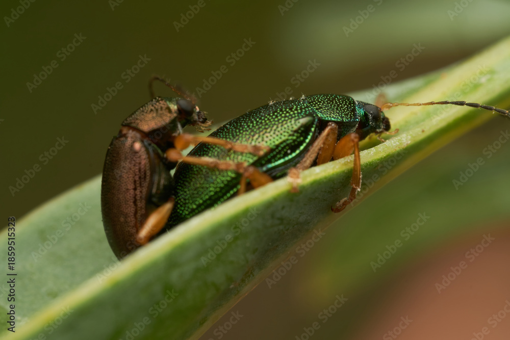 Fototapeta premium Macro view of insects pairing on foliage