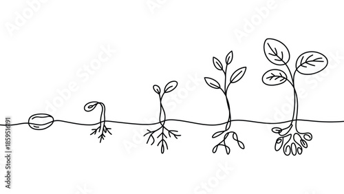 Minimal continuous one line plant growth stages illustration showing seed germination roots and leaves for nature ecology and education concept