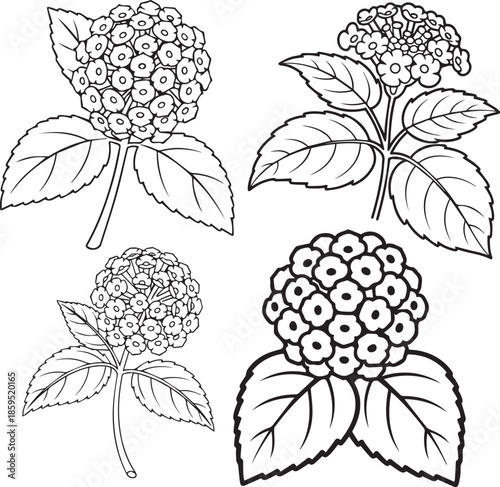 vector set of flowers lantana
