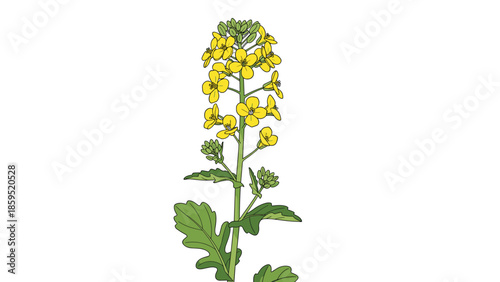 A detailed botanical illustration of a blooming rapeseed or canola plant with vibrant yellow flowers, green leaves, and stems on a white background.