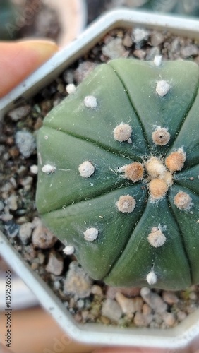 cactus in pot for decorate home and garden 