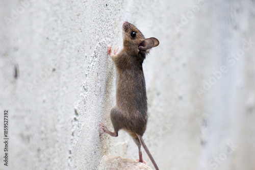 Fotografia Mouse climbing a wall