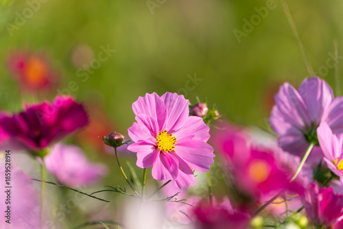 秋風に揺れるピンク色のコスモスの花畑