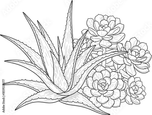 Detailed black and white illustration of aloe vera and various succulent plants grouped together